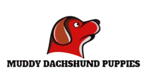 muddydachshundpuppies.com